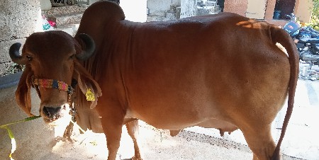 ગાય વેચવાની છે
