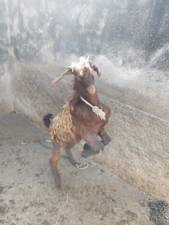 થંબનેલ 3