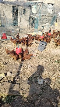 deshi margha vech vana che