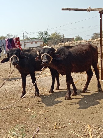 બે ખડેલા વેચવાના છે