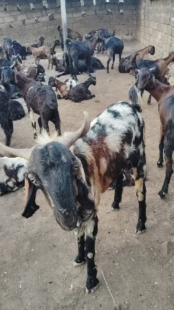 બોકડો વેસવાનો છે 3.5 વરસ નો છે