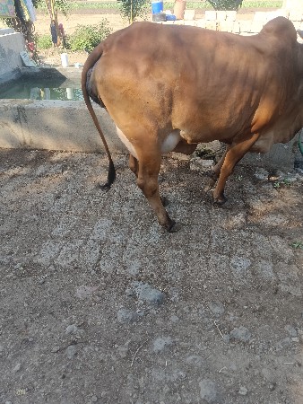 થંબનેલ 2