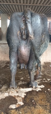 veshva ni se 5 di kasi