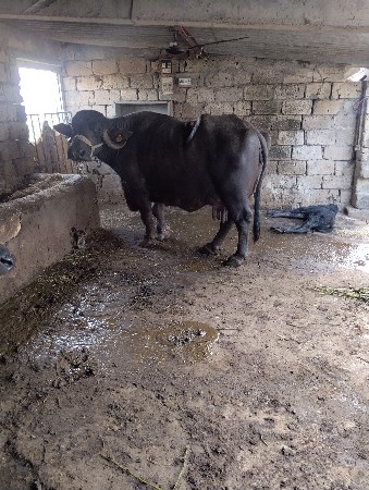 थंबनेल 3