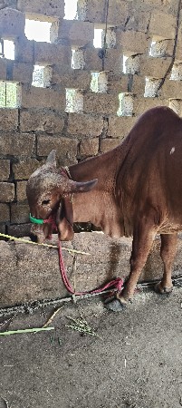 ગાય વેચવાની છે