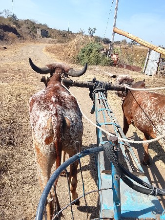 આ ગોઢલા વેચવાના છે