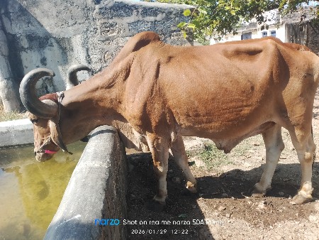 બળદ દેવાનો છે