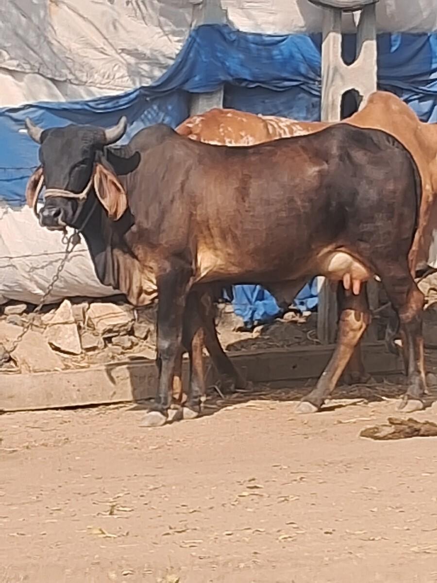 थंबनेल 2