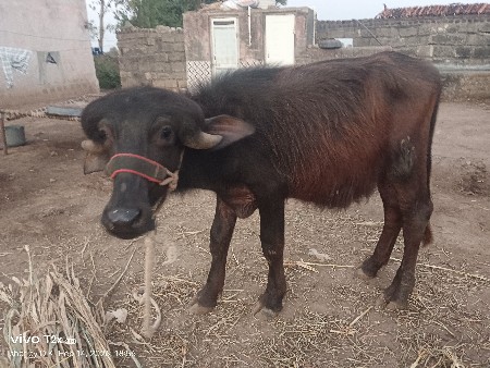 થંબનેલ 2