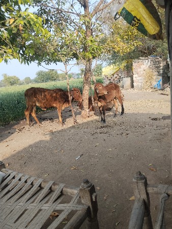 ફ્રી મા આપવાની સે