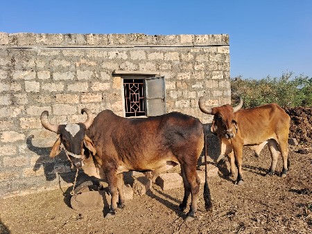 બળદ વેચવા ના છે
4 ધર