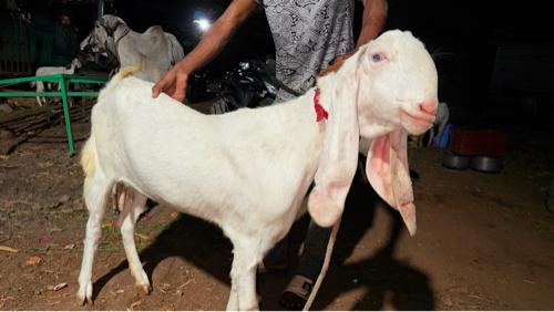 थंबनेल 3