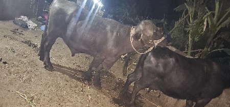 थंबनेल 2