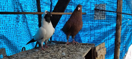 મેડોના નર જેકોબિન મળી