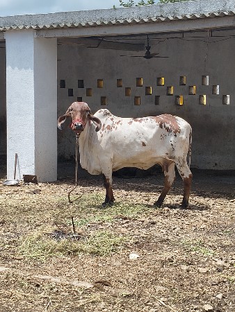 थंबनेल 3