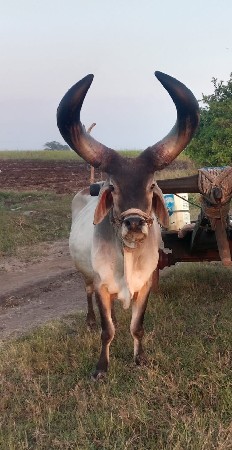 ધોરડો, બળદ