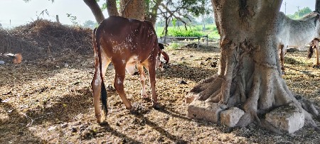 थंबनेल 3