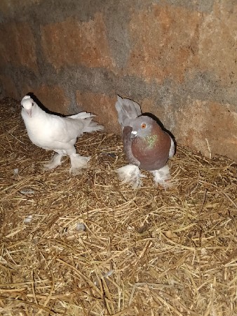 જોટો વેચવાનો છે