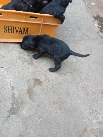 બ્લેક લેબ્રાડોર