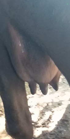 ભેંસ વેચવાની છે