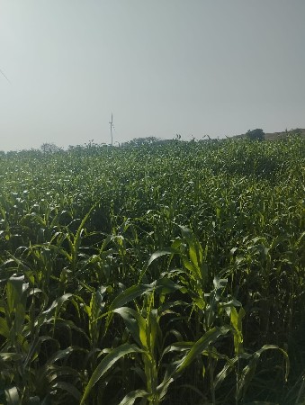 પાર્ટનર મા તબેલો બનાવાનો છે