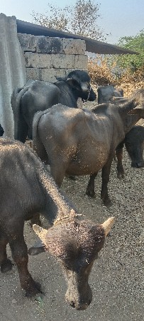 પાડા દેવાના છે