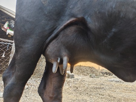 ગાય 🐄 🐄 બીજું વેતર છે