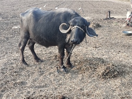 ભેંસ વેચવાની છે