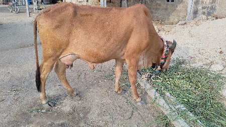 थंबनेल 3