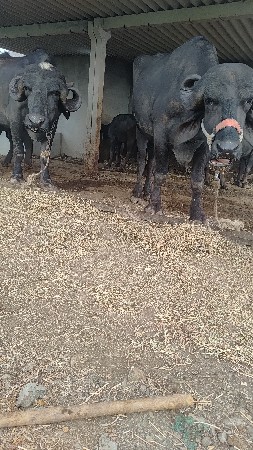 બે પેલુ વેતર  ખડેલી.