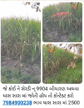 શેરડી વેચવાની છે 
ઘાશ.ચારવામાટે