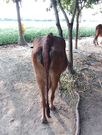 थंबनेल 2