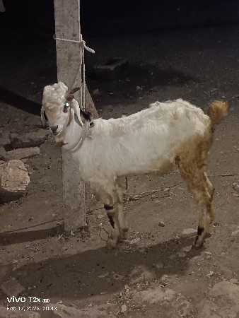 थंबनेल 2