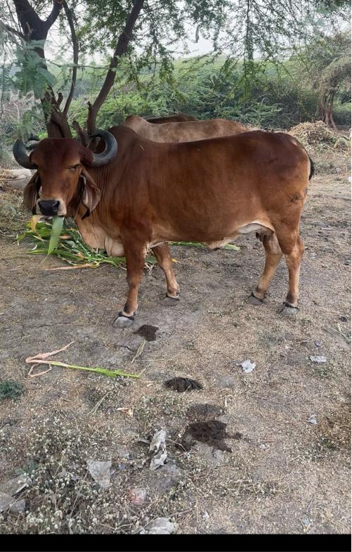 થંબનેલ 2