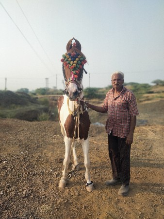 ઘોડી વેચવાની છે