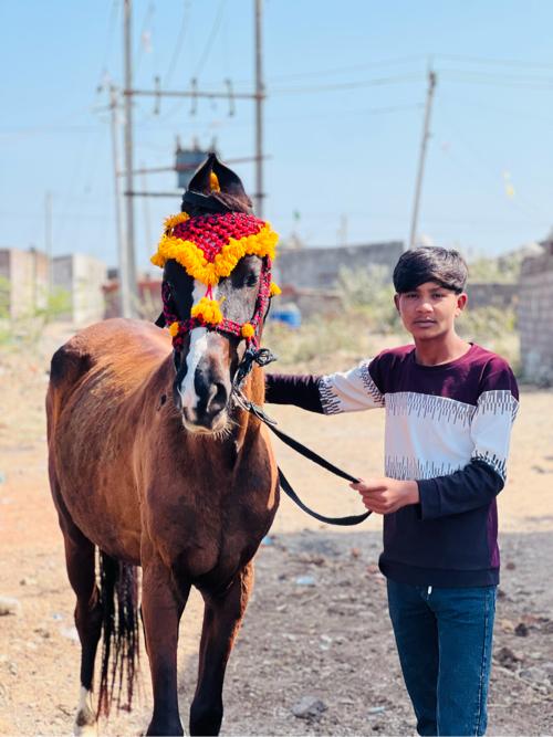 ઘોડા ના સાટા કરવા ના