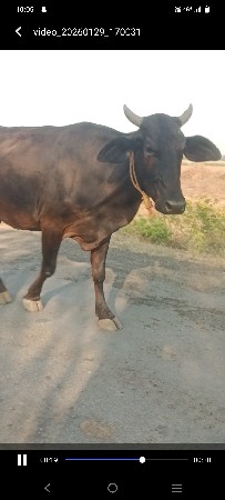 थंबनेल 3