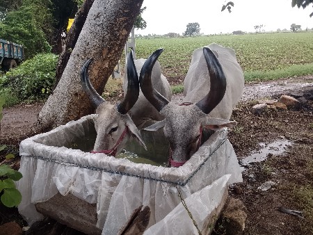 બળદ વેચવાના છે