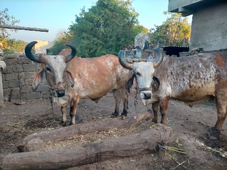 વેચવાના છે