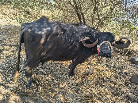 ભેંસ વેચવાનિ છે