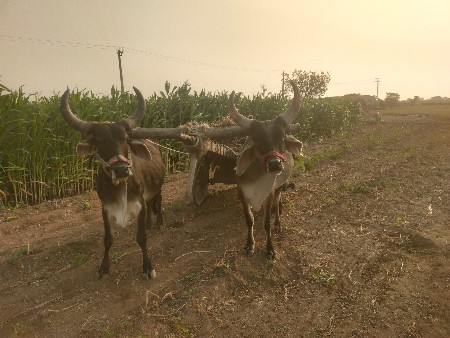 थंबनेल 3