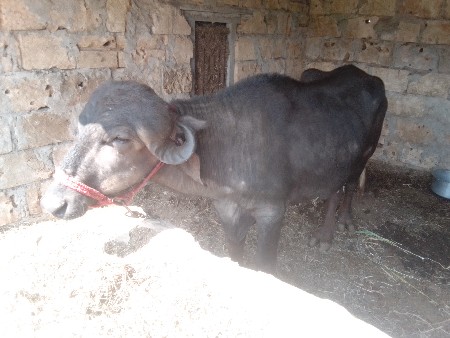 પાડો વેચવાનો છે