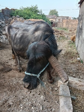 વેચવાની છે