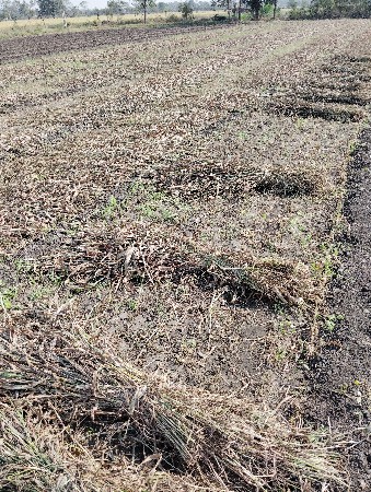 જુવાર નો સારો વેચવાનો સે