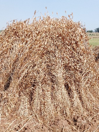 6 ફૂટ હાઈટ