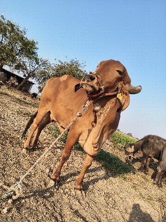 ગાય અને હોડકી વેચવાની છે
