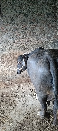 थंबनेल 3