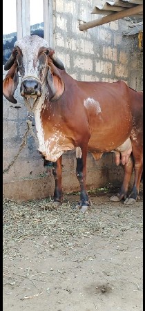 ગીર ગાય વેચવાની છે