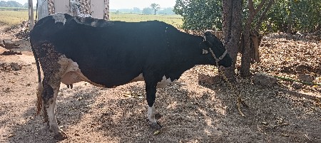 थंबनेल 2