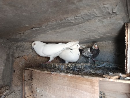 थंबनेल 2